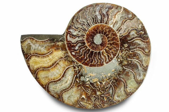 Cut & Polished Ammonite Fossil (Half) - Madagascar #283404